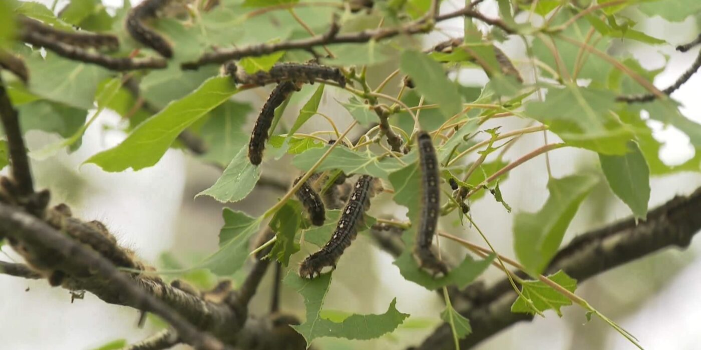 An army of ‘very hungry caterpillars’ invades a popular Alberta campground