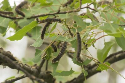 An army of ‘very hungry caterpillars’ invades a popular Alberta campground